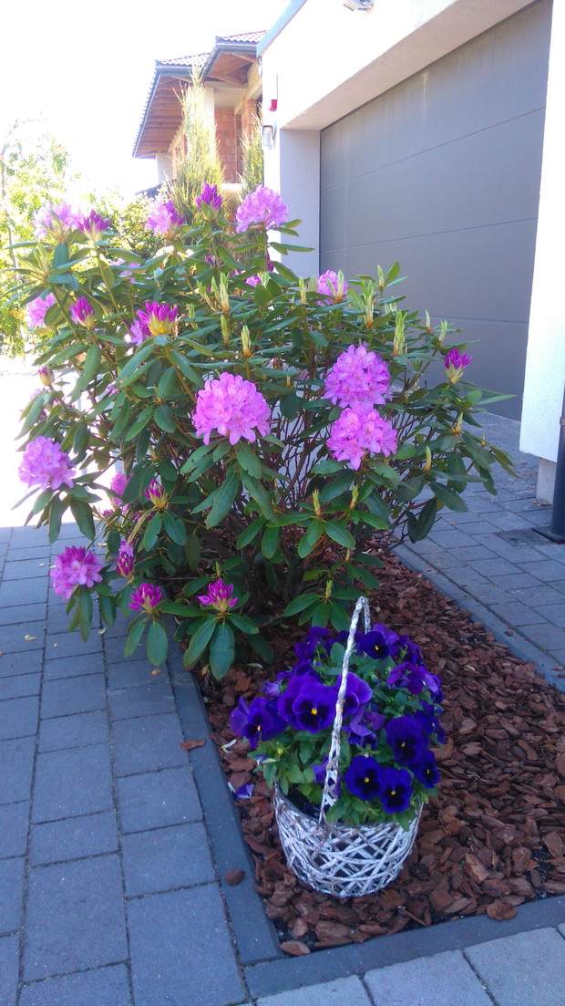 Nasz rododendron w przedogródku nie znosi samotności