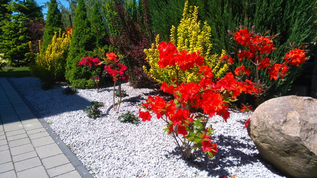 Nasze azalie w przedogródku