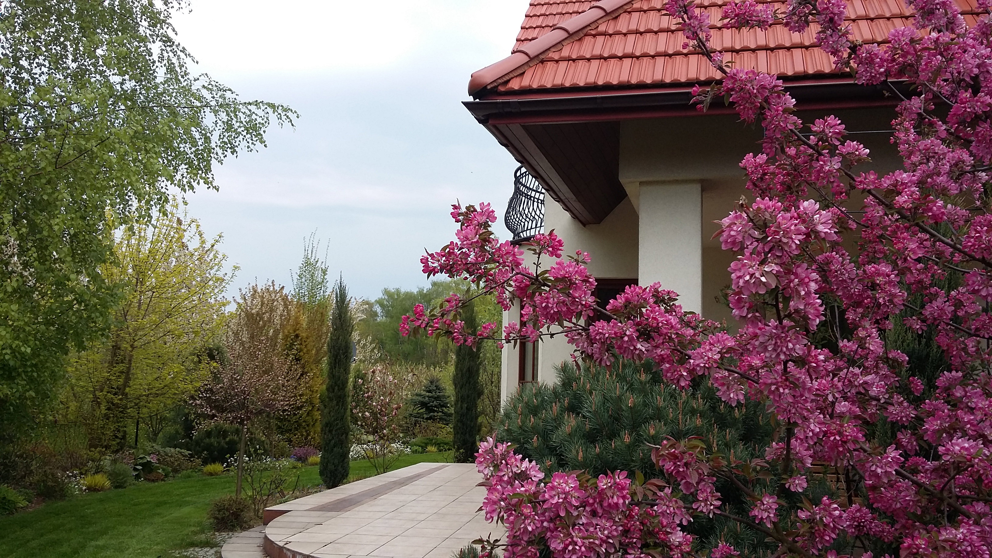 „Niech no tylko zakwitną jabłonie…”