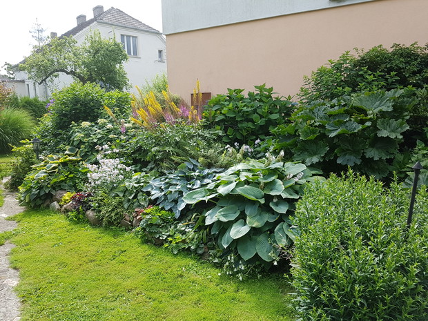 niektóre funkie mają po 20 lat...