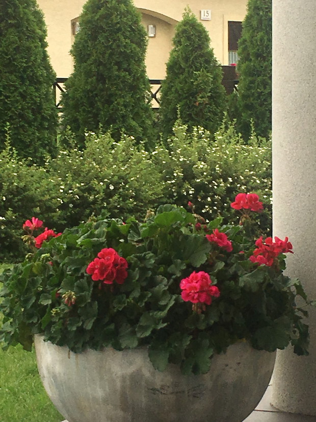 niezawodne pelargonie na tle białych pięciorników 