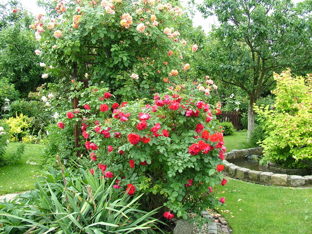 niezawodne róże i oczko wodne