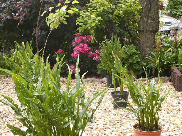 Nowa żwirowa rabata