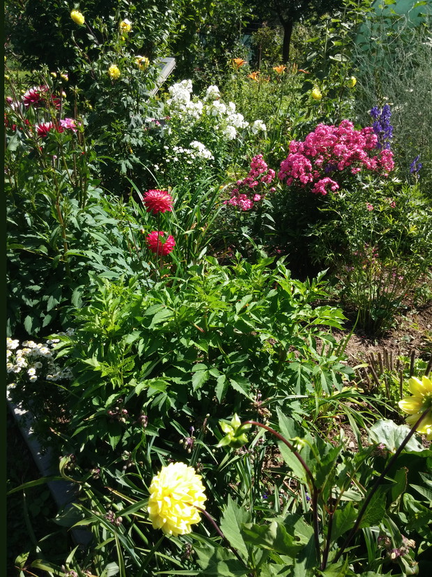 Ogródek pełen kwiatów