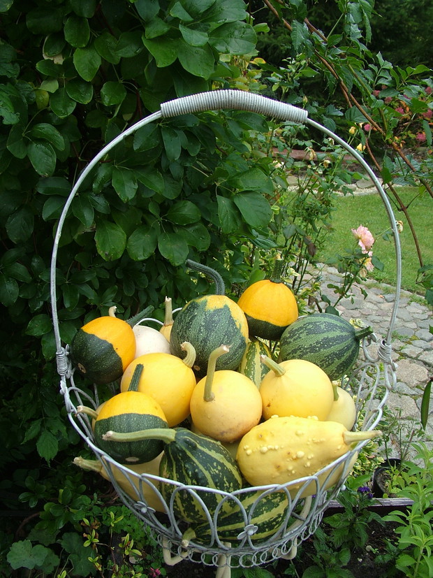 ozdoby z własnego siewu