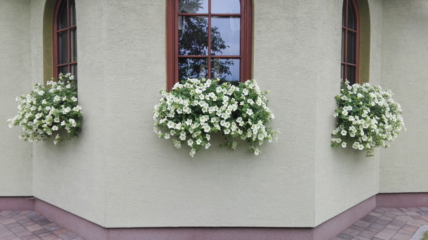 Parapety ukwiecone surfiniami.