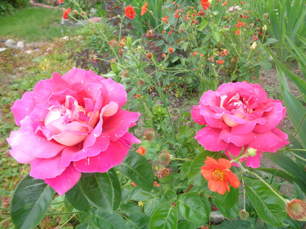 Pędzlem malowane żywe obrazy są idealne. 