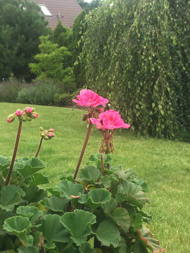 pelargonie w tym roku tylko różowe