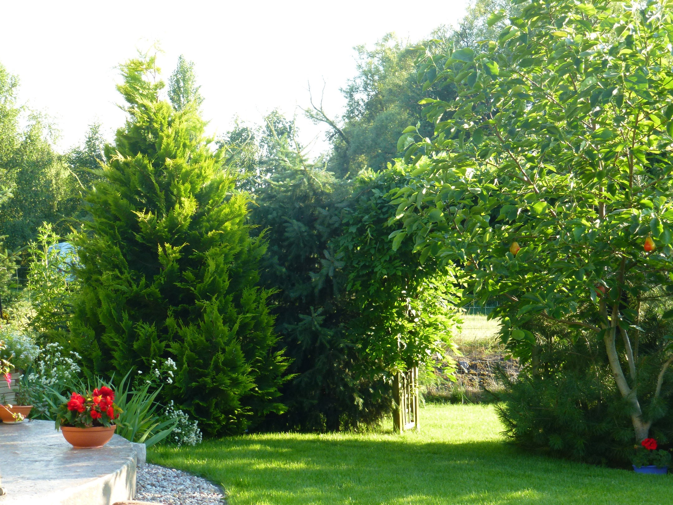 Pergola z glicynią dzieląca ogród na dwie części.