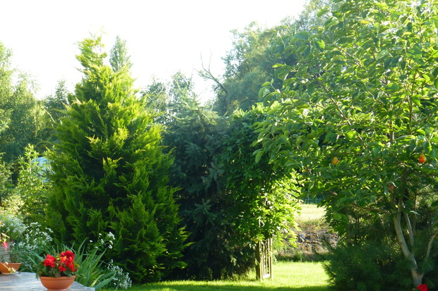 Pergola z glicynią dzieląca ogród na dwie części.
