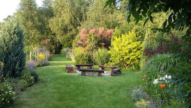 Perukowiec „Grace” i bez koralowy „Plumosa Aurea” w promieniach zachodzącego słońca