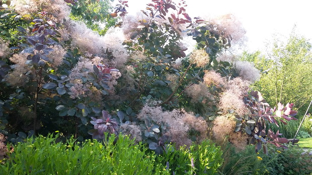 Perukowiec „Grace” po mglistej nocy przypomina cukrową watę