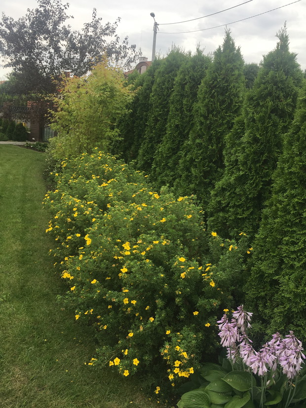 pięciorniki są niezawodnymi roślinami już w marcu wypuszczają listki i są zielone aż do pierwszych mrozów