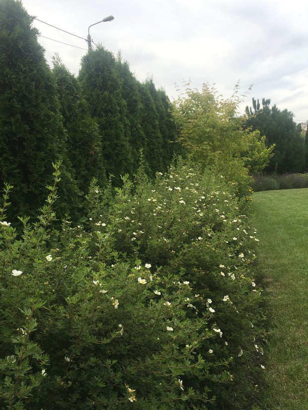 pięciorniki tym razem w biłym kolorze