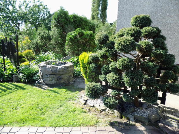 Piękne drzewka bonsai wkomponowane w tło ogrodu.