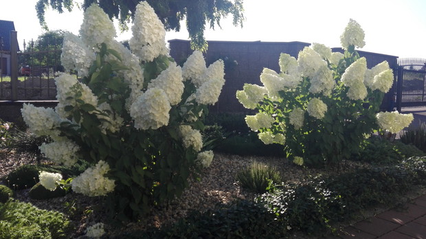 Piękne okazy hortensji bukietowej.