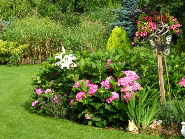 Pięknie kwitnące w tym roku hortensje.
