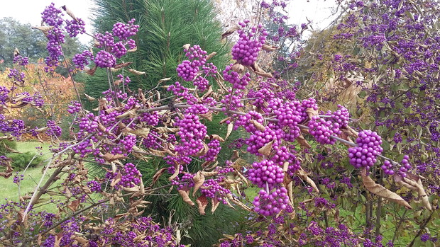 Pięknotka „Profusion” w pełni zasługuje na swoją nazwę