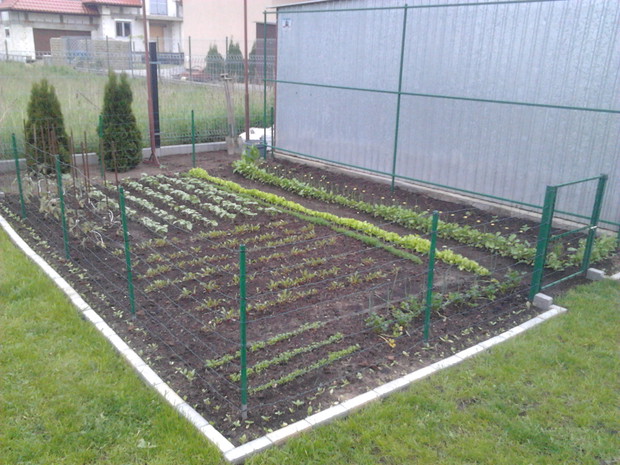 Pierwsze kroki w ogrodzie zawsze kierujemy do małego, acz hojnie nas obradującego warzywnika. Co roku zasilamy go kompostem, bo z ogrodu ilość biomasy jest znaczna.