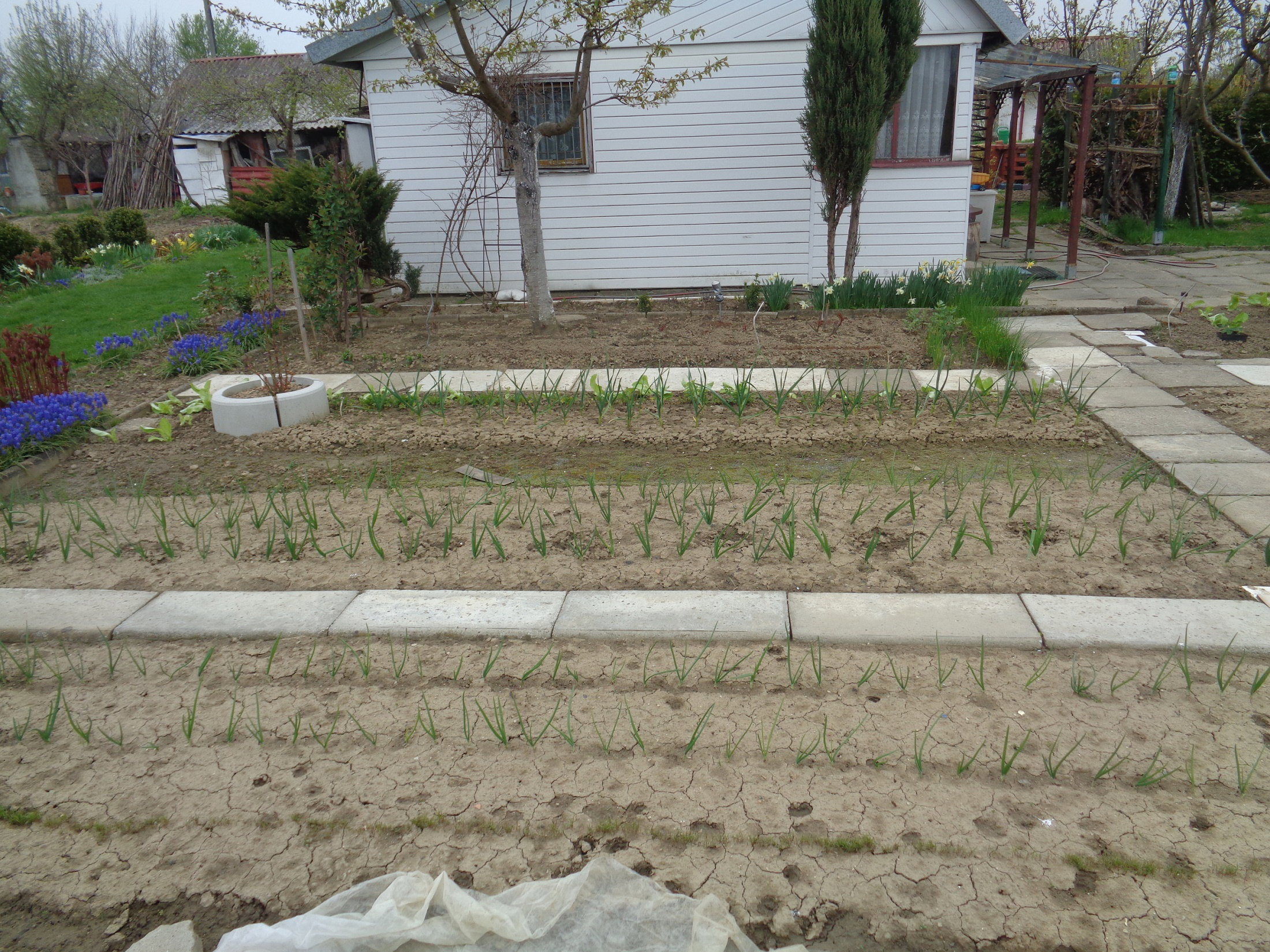 Pierwsze posadzone warzywa... czosnek, cebula, pory.