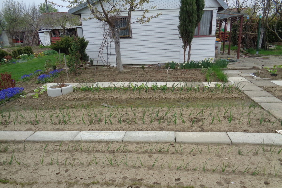 Pierwsze posadzone warzywa... czosnek, cebula, pory.