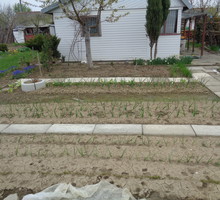 Pierwsze posadzone warzywa... czosnek, cebula, pory.