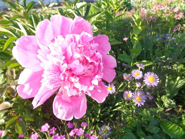 Piwonie przypominają o dawnych babcinych ogródkach.