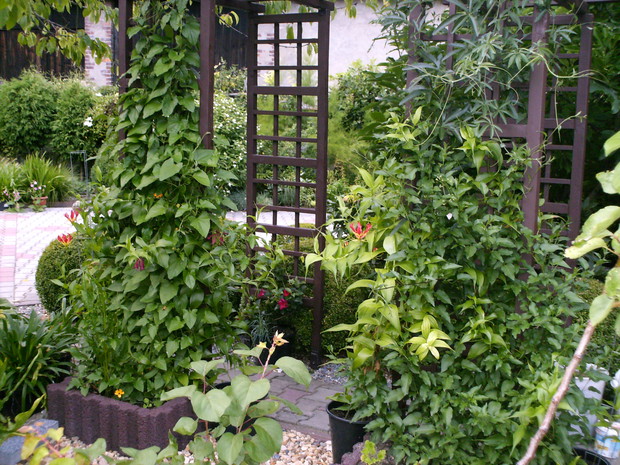 pnącza które są moją miłością