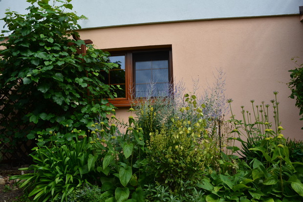 pod moim oknem rosną kwiaty..