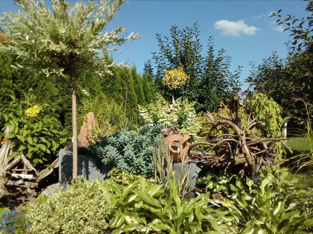 Podwyższana rabatka skąpana w popołudniowym słońcu