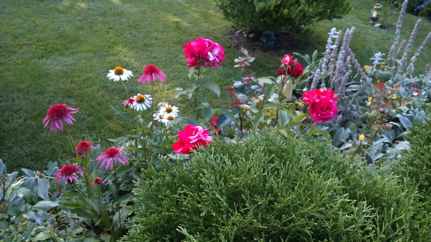 Połączenie róż i jeżówek 