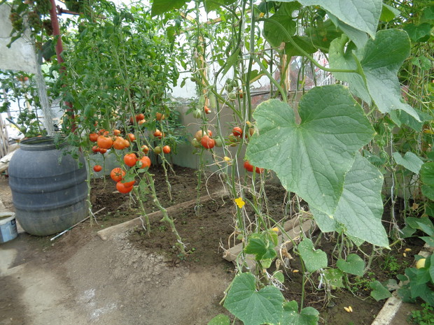 Pomidorki gotowe do zerwania