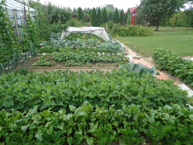 Pory, buraczki ćwikłowe, groszek i inne warzywa.