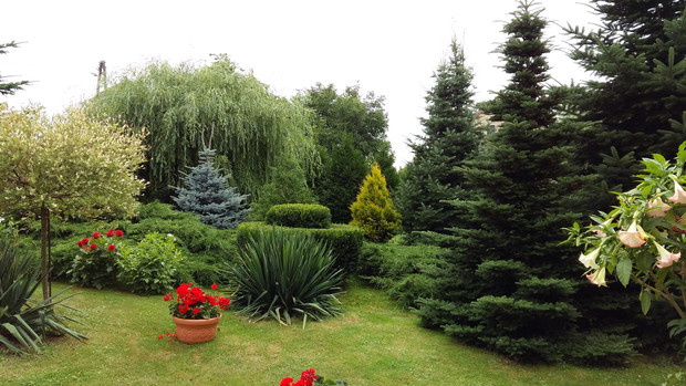 Pośród drzew i krzewów