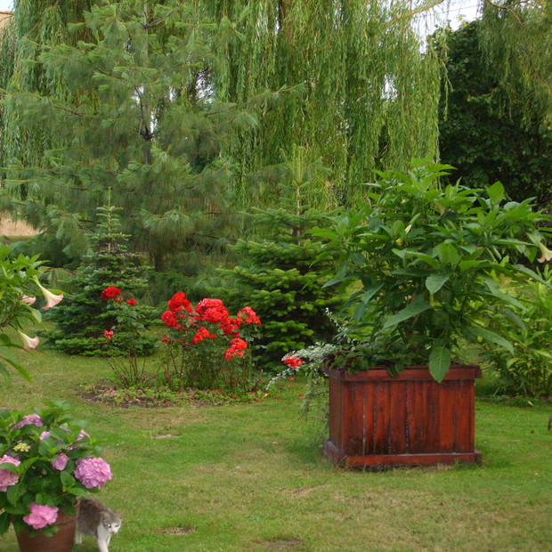 Pośród roślin i drzew