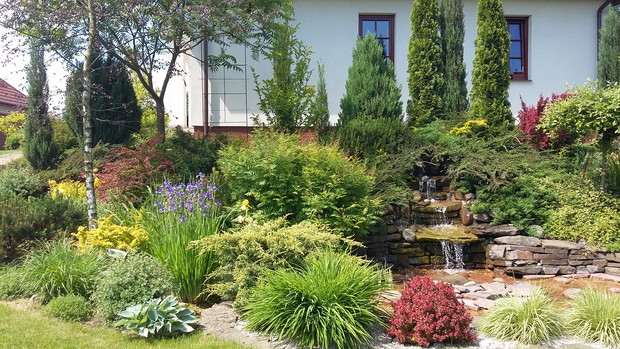 Przy oczku wodnym panuje korzystny dla roślin mikroklimat