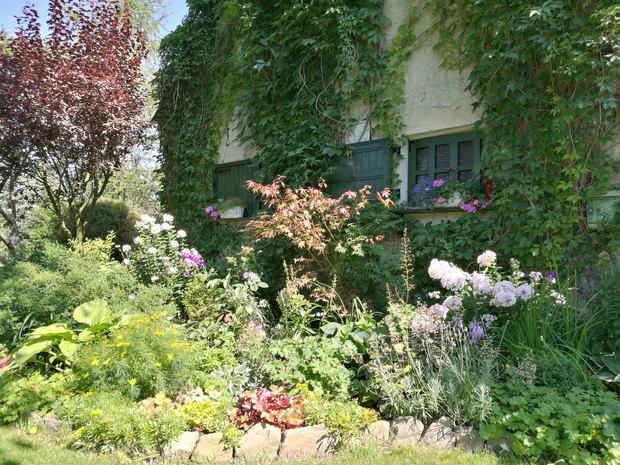 Przy orzechu - ulubione byliny - funkie, żurawki i bodziszki