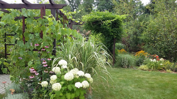 Przy pergoli miskant chiński „Cabaret” i hortensja drzewiasta „Annabelle”