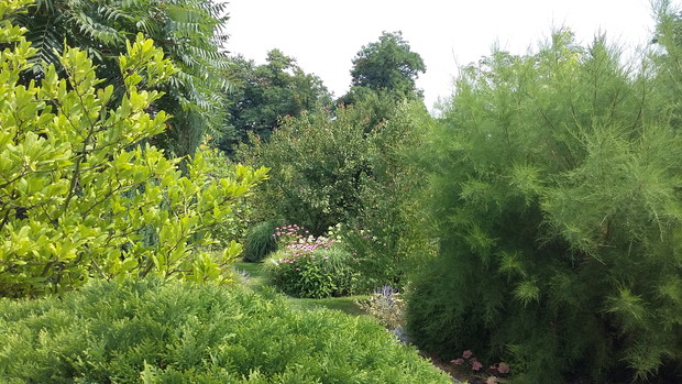 Przy schodach ogrodowych puszysty tamaryszek i magnolia „Leonard Messel”