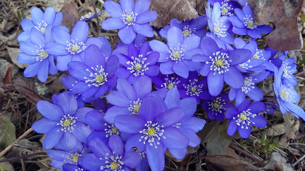 Przylaszczka przyciąga wzrok intensywnym kolorem