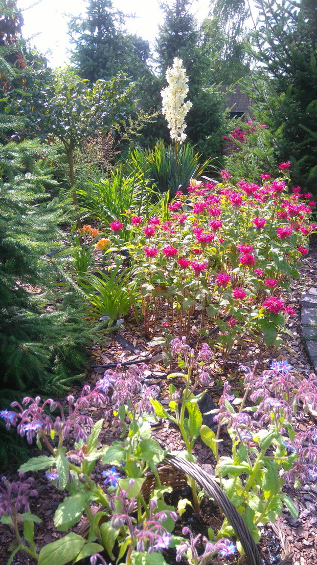 Pysznogłówki rosną w kilku kępach