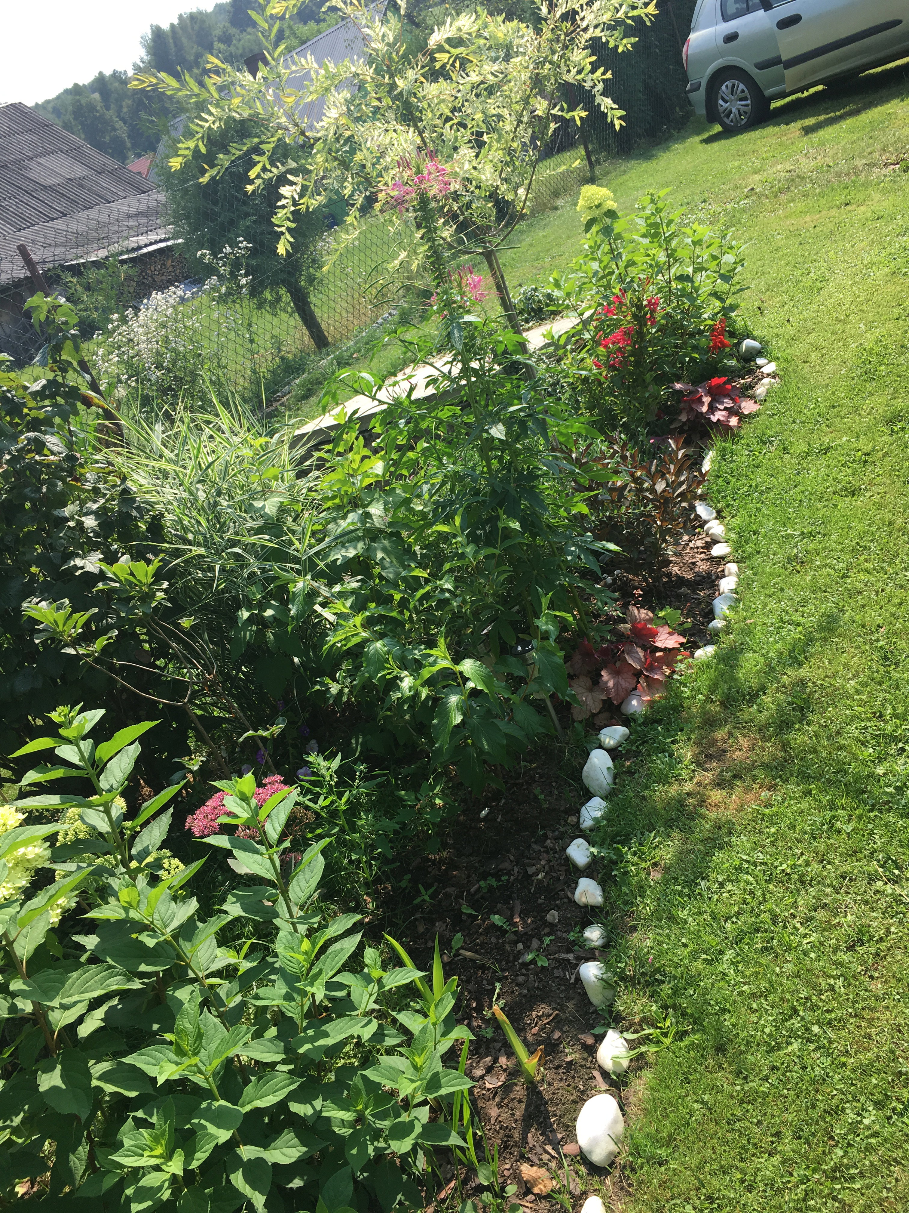 Rabata1.Hortensje, krzewuszki