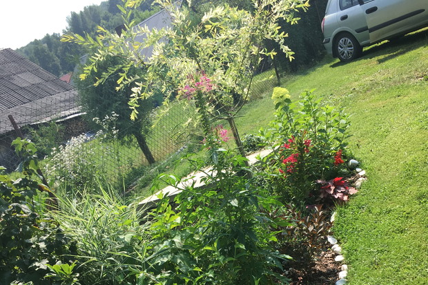 Rabata1.Hortensje, krzewuszki