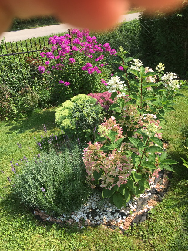 Rabata2.floksy lawenda, rozchodniki i hortensje wims red.