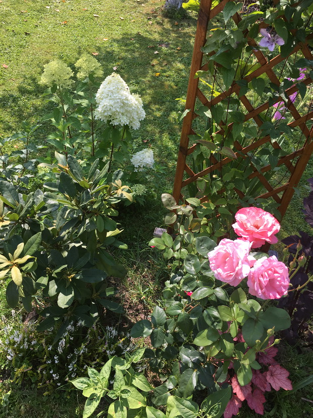 Rabata3. Rozy queen of england, hortensja limelight, rododendron, wrzosy i clematis na kratce.