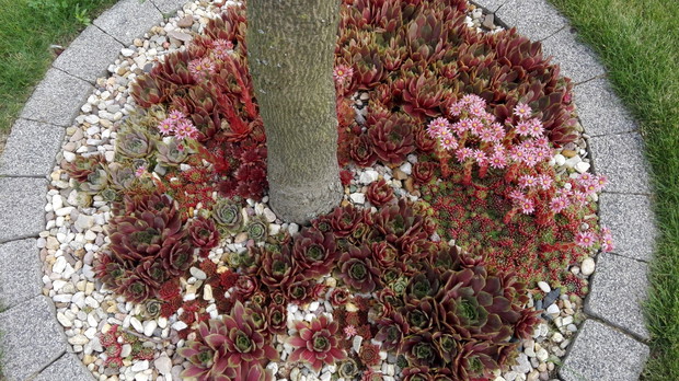 Rojniki u podnóża klonu.