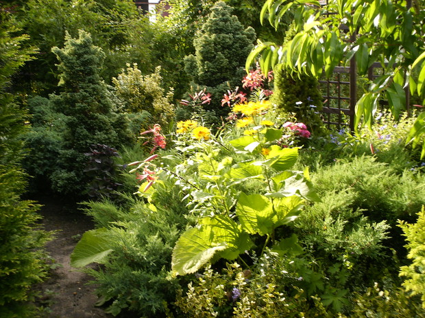 Rośliny wychodowane samodzielnie z sadzonek