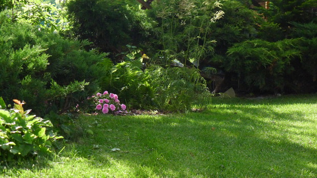 Róże? Nie, nie róże. Przypadkowo kupiona, podobno jednoroczna, roślina o nieznanej nazwie. Kwitnie  bujnie przez całe lato. I to w cieniu!