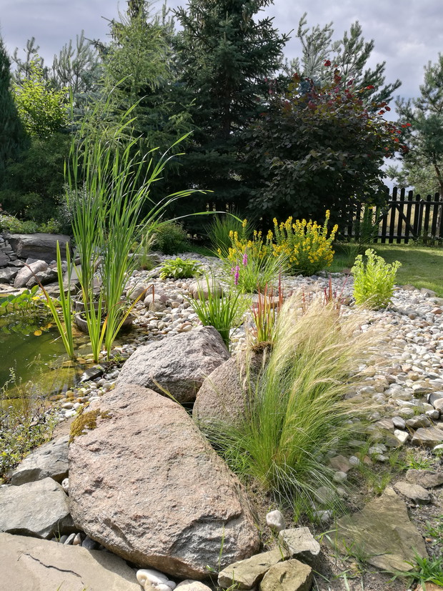 Różne odmiany traw 