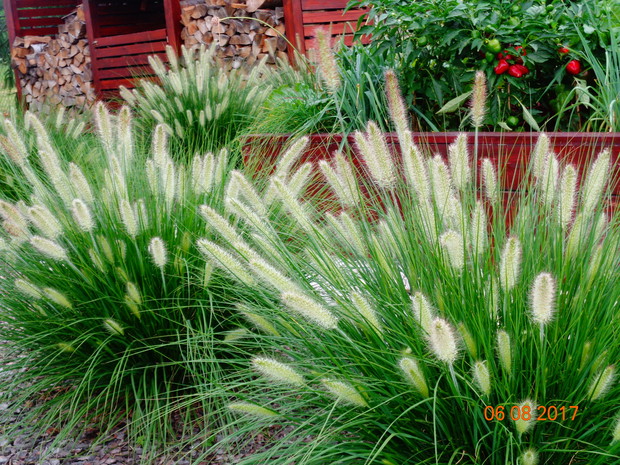 rozplenica Hamlen przed warzywnikiem w drewnianych skrzyniach